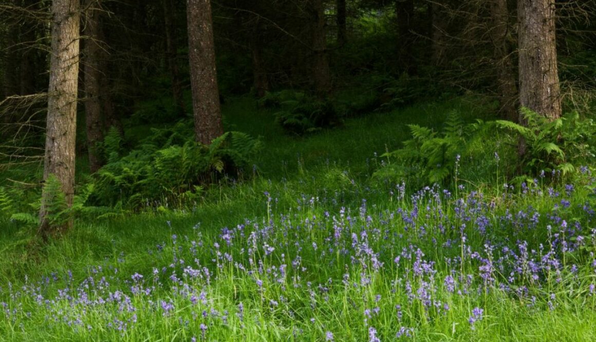 Naturvårdsråd till skogsägare