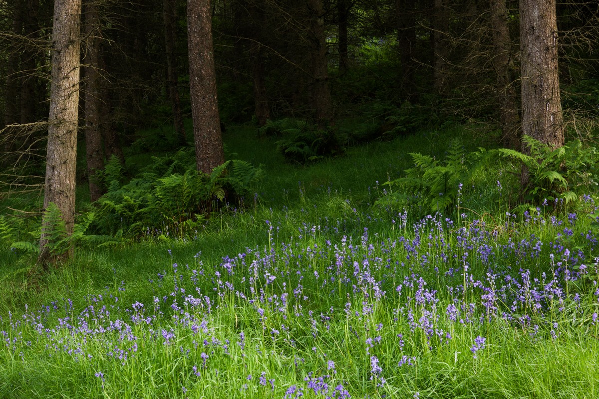 Naturvårdsråd till skogsägare