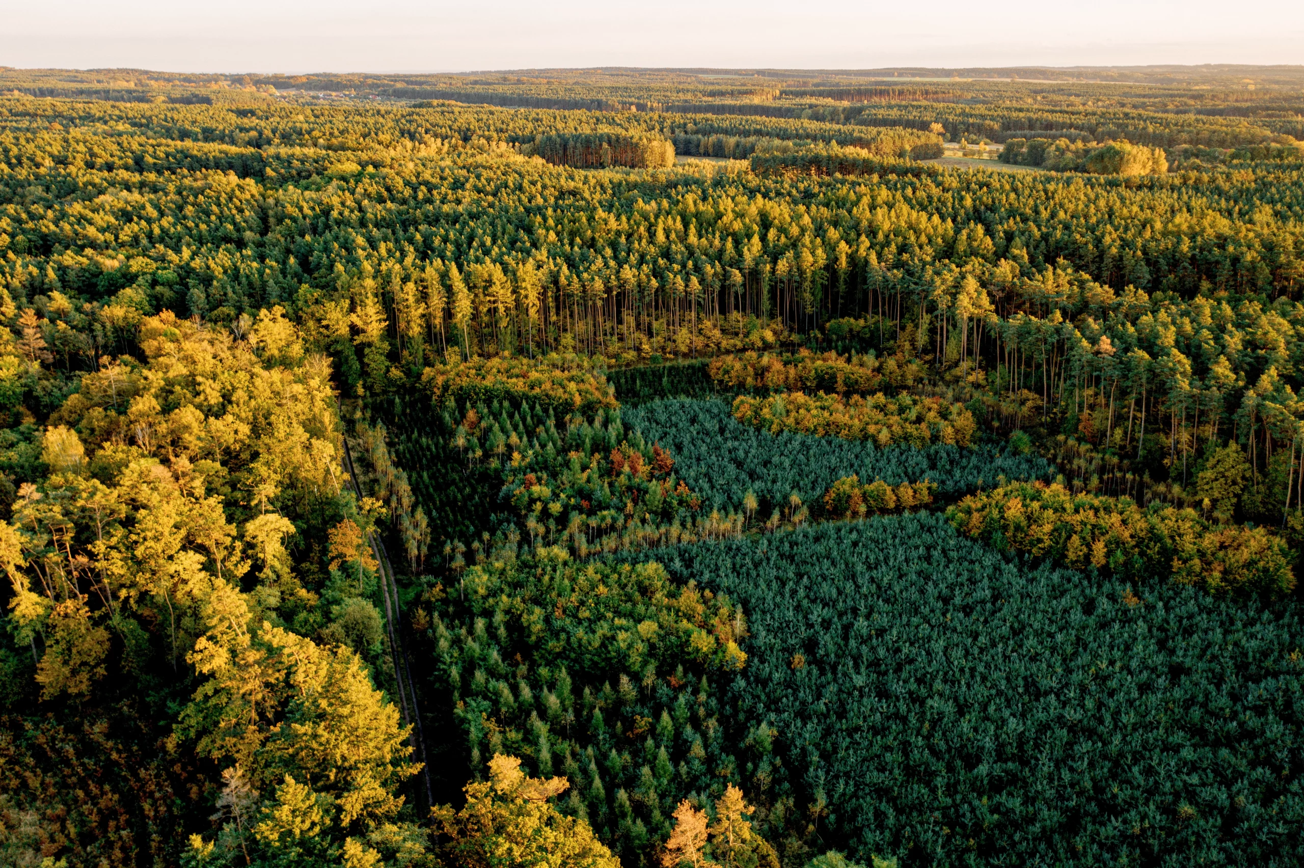 skogensmangbruk.se