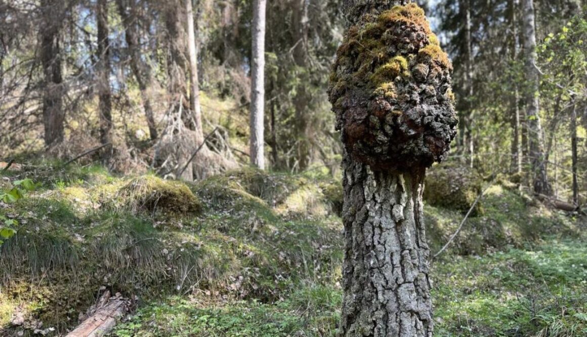 Mångsidigt företagande- Kvällsträff 4/6 i Hörby, Skåne