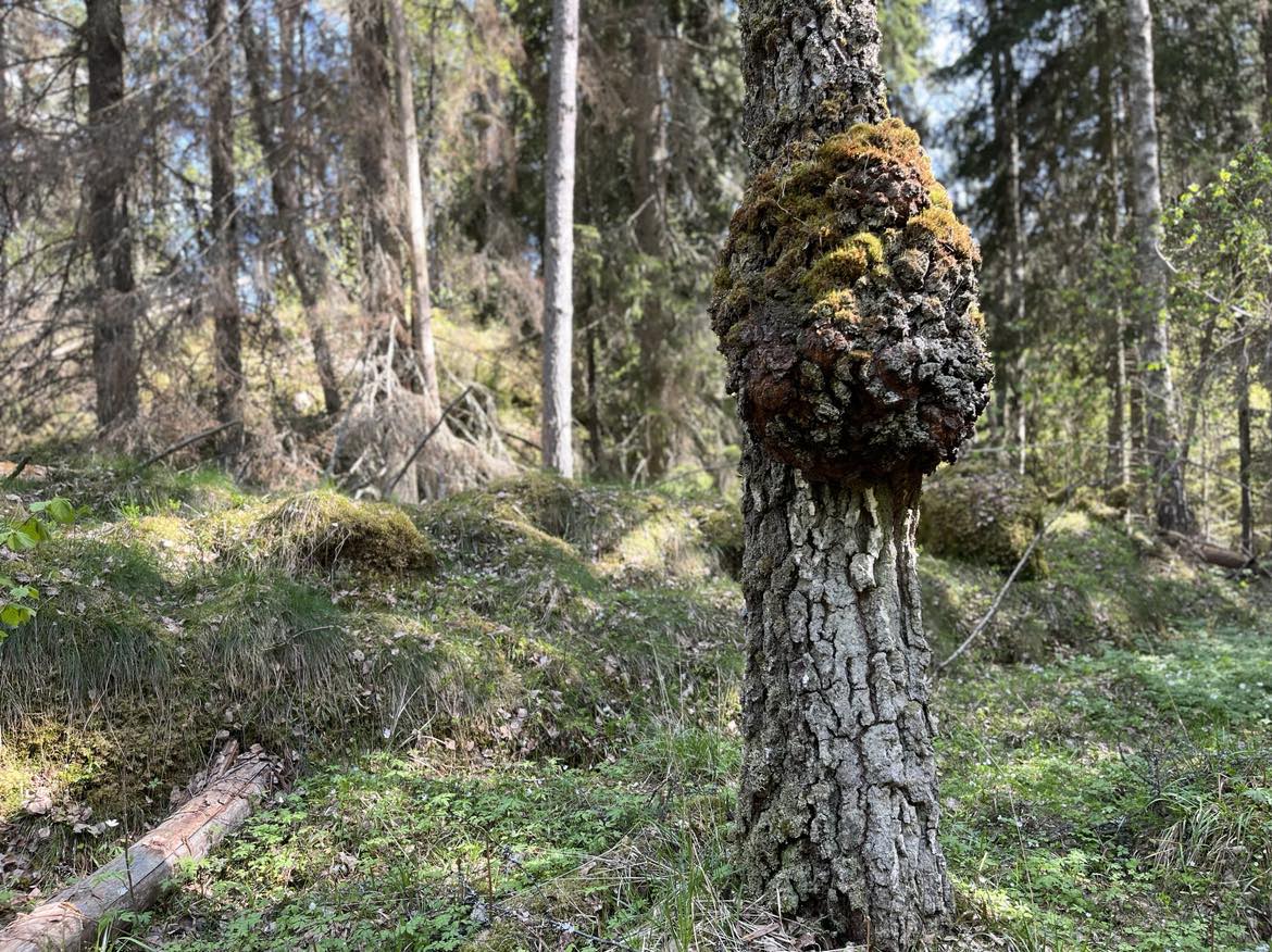 Mångsidigt företagande- Kvällsträff 4/6 i Hörby, Skåne